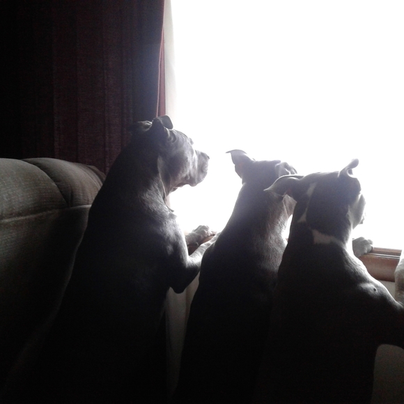 Meet your Posher, Aubrey - Picture 4 of 6